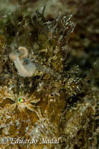 hairy frogfish by Eduardo Nadal 